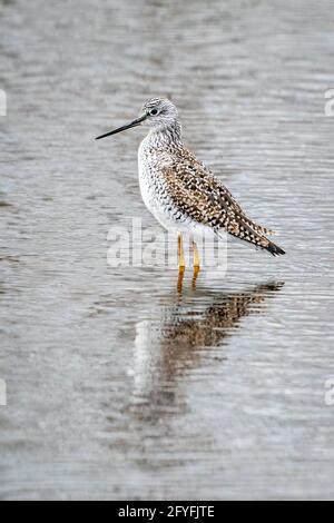 Größere gelbe Beine wandern entlang der Ufer des Strawberry Creek auf der Suche nach einem Essen in einem DCLT Naturschutzgebiet direkt außerhalb von Sturgeon Bay WI. Stockfoto