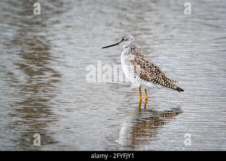 Größere gelbe Beine wandern entlang der Ufer des Strawberry Creek auf der Suche nach einem Essen in einem DCLT Naturschutzgebiet direkt außerhalb von Sturgeon Bay WI. Stockfoto