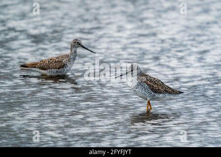 Größere gelbe Beine wandern entlang der Ufer des Strawberry Creek auf der Suche nach einem Essen in einem DCLT Naturschutzgebiet direkt außerhalb von Sturgeon Bay WI. Stockfoto