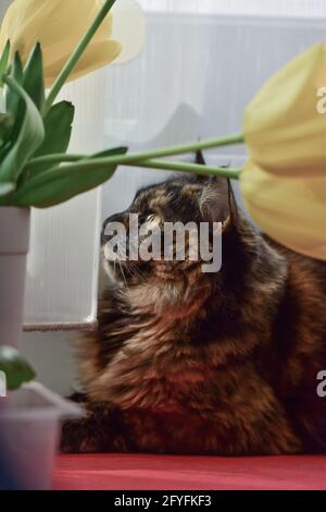 Vertikale Aufnahme einer gelbäugigen Katze, die in der Nähe von gelben Blüten liegt Stockfoto