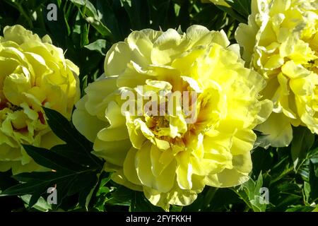 Paeonia Bartzella Zitronengelb auffällige große schüsselförmige Blumen Itoh Pfingstrose Intersectional Pfingstrose Hellgelbe Blume blühende Garten Pfingstrosen blühen Stockfoto