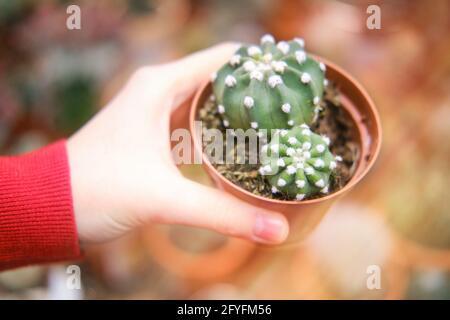 Hand mit Sukulenten Mammillaria eine der größten Gattungen in Die Kaktus-Familie Stockfoto