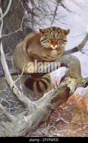 Wildkatze (Felis silvestris hier als Felis catus) aus dem Buch „Tierporträts“ von Richard Lydekker, illustriert von Wilhelm Kuhnert, herausgegeben in London von Frederick Warne & Co. Im Jahr 1912 Stockfoto