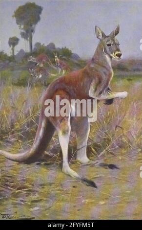 Das rote Känguru (Osphranter rufus hier als Macropus rufus) ist das größte aller Kängurus, das größte in Australien heimische terrestrische Säugetier und das größte erhaltene Beuteltier. Aus dem Buch „Animal Portraiture“ von Richard Lydekker, Und illustriert von Wilhelm Kuhnert, erschienen 1912 in London bei Frederick Warne & Co Stockfoto