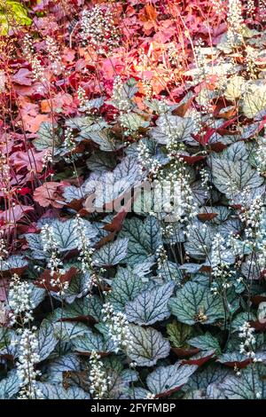 Blumenbeet gemischt aus verschiedenfarbigen Blättern von Heucheras, Heucherella „Twilight“ und Heuchera Northern Exposure Rote Heuchera Blätter mischen sich im Garten Stockfoto