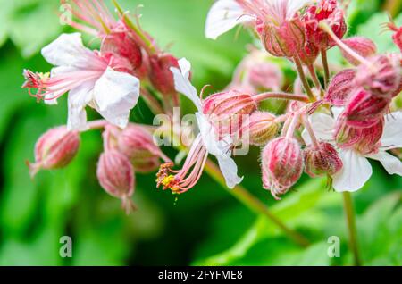 Geranium macrorrhizum oder Cransbill blühen in einem Wohngarten. Stockfoto