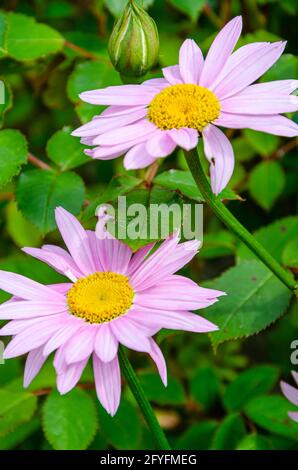 Nahaufnahme von rosa Pyrethum-Blumen in einem Garten. Stockfoto