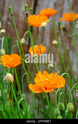 Orangefarbene Mohnblumen in einem Wohngarten. Stockfoto