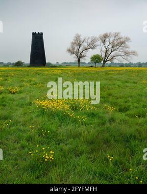 Black Mill, ein lokales Wahrzeichen, flankiert von blattlosen Bäumen und üppigem grünen Gras mit Butterblumen auf dem Westwood im Frühjahr in Beverley, Yorkshire, Großbritannien. Stockfoto