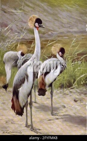 Der graue Kranich (Balearica regulorum hier als Kafir-Kranich (Balearica chrysopelargus)), auch bekannt als afrikanischer Kranich, goldener Haubenkran, goldener Kranich, ostafrikanischer Kranich, ostafrikanischer Kranich, östlicher Kranich, südafrikanischer Kranich, ist ein Vogel in der Kranfamilie Gruidae. Er kommt im östlichen und südlichen Afrika vor und ist der Nationalvogel Ugandas. Die große gehörnte Eule (Bubo virginianus hier als Bubo ignavus), auch bekannt als die Tiger Eule aus dem Buch "Tierporträt" von Richard Lydekker, und illustriert von Wilhelm Kuhnert, Veröffentlicht in Lond Stockfoto