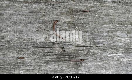 Ein altes Texturbrett mit ein paar gehämmerten und gebogenen rostigen, krummen Nägeln. Stockfoto