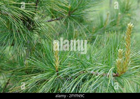 Schöne frische junge Zweige der sibirischen Zeder mit langen grünen Nadeln. Selektiver Fokus. Stockfoto