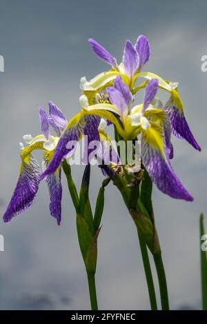 Blaue Iris versicolor Himmel Hintergrund Porträt Blume Iris lila Blumen blühende Iris blüht Blume gegen blauen Himmel blühende Blaue Fahnen Stockfoto