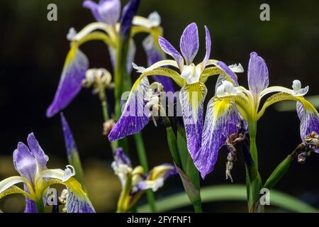 Iris versicolor Blau Iris Blüten Blaue Flagge Iris attraktive blühende Pflanzen Stockfoto