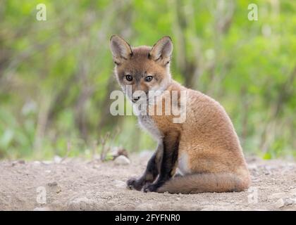 Red Fox (Vulpes vulpes), der aus seiner Höhle tief im Wald im Frühjahr in Kanada Stockfoto