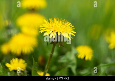 Gelber Dandelion blüht auf dem grünen Rasen. Es ist Sommer. Stockfoto