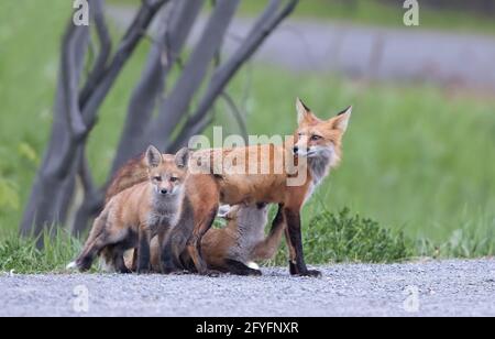 Rotfuchs Vulpes vulpes füttert ihre Bausätze im Wald Im Frühling in Kanada Stockfoto