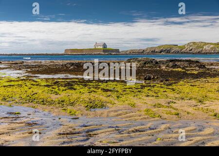 St Cwyfans Church, die kleine Kirche im Meer, bei Ebbe, Llangadwaladr, Anglesey, Wales. Stockfoto