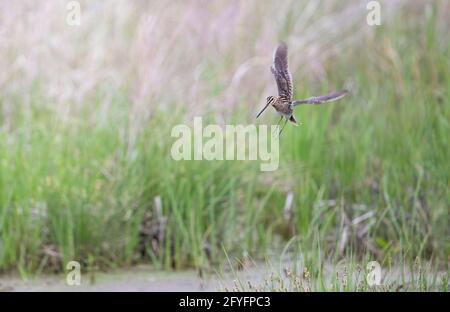 Wilsons Schnepfe im Flug an einem wunderschönen Frühlingsmorgen Kanada Stockfoto