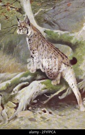 Lynx (Felis Lynx) aus dem Buch „Animal Portraiture“ von Richard Lydekker, illustriert von Wilhelm Kuhnert, herausgegeben in London von Frederick Warne & Co. Im Jahr 1912 Stockfoto