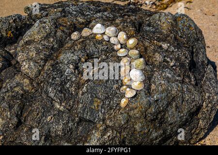 Kalkschalen, die in Halbmondform auf Felsen angeordnet sind, Porth Cwyfan Beach, Anglesey, Wales. Stockfoto