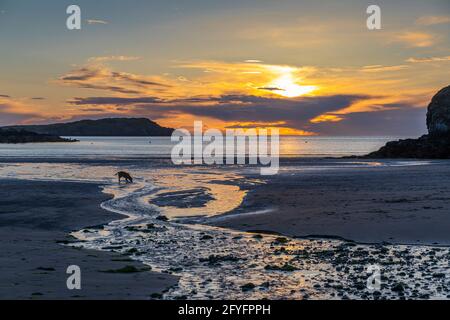 Cemaes Bay bei Sonnenuntergang von Great Beach, Traeth Mawr, Anglesey, Wales. Stockfoto