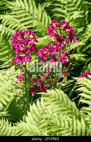 Primula „Millers Crimson“ wächst in Farnblättern Garten Mai Blumen Purple Violet blüht blühendes Pflanzenblatt Ferns Kräuterprimmrosen blühend Stockfoto