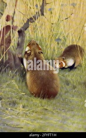 Der Europäische Hamster (Cricetus cricetus hier als Cricetus frumentarius), auch als Eurasischer Hamster, Schwarzbauchhamster oder gewöhnlicher Hamster bekannt, ist die einzige Art der Gattung Cricetus. Sie ist in Grasland und ähnlichen Lebensräumen in einem großen Teil Eurasiens beheimatet und erstreckt sich von Belgien bis in die Altai-Berge und den Jenissei-Fluss in Russland. Wo reichlich vorhanden, wird das Tier als Schädling auf dem Ackerland angesehen, und historisch gesehen wurde es auch wegen seines Fells gefangen. Sie ist in den letzten Jahren drastisch zurückgegangen und gilt als vom Aussterben bedroht. Aus dem Buch „Tierporträts“ von Richard Lydekker, an Stockfoto