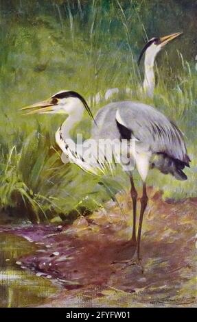 Der Graureiher (Ardea cinerea) ist ein langbeiniger, räuberischer Watvögel der Familie der Ardeidae, der in ganz Europa und Asien sowie in Teilen Afrikas beheimatet ist. Sie ist in einem Großteil ihrer Reichweite beheimatet, aber einige Populationen aus den nördlicheren Teilen ziehen im Herbst nach Süden. Er ist ein Vogel von Feuchtgebieten und kann rund um Seen, Flüsse, Teiche, Sümpfe und an der Küste gesehen werden. Er ernährt sich hauptsächlich von Wassertieren, die er fängt, nachdem er neben oder im Wasser steht oder seine Beute durch die Untiefen verfolgt hat. Aus dem Buch „Tierporträts“ von Richard Lydekker und illu Stockfoto