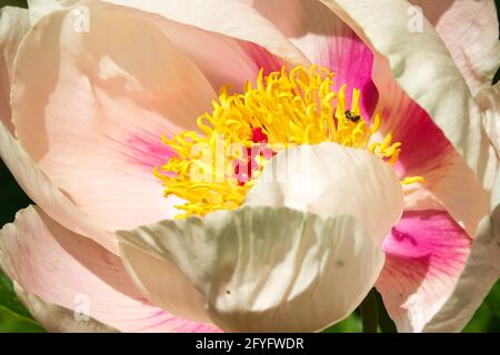 Pfingstrose „weiche Aprikosen-Küsse“, die Lachsfarbe einer hübschen becherförmigen Öffnungsblume Stockfoto