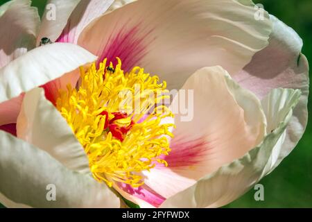 Paeonia „weiche Aprikosenküsse“ Lachsfarbe Nizza tassenförmige Blume Gelb Staubbeutel Nahaufnahme Pfingstrosenblüte blühend Beige Chinesische Pfingstrosenblüten Paeonia Stockfoto