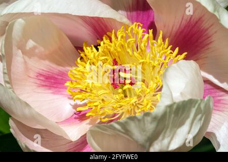 Pfingstrose Soft „Apricot Kisses“ weiches Erröten Aprikose leichte Blüten Paeonia Blütenblätter Beige Blume Nahaufnahme Lavendel Innenblütenflecken Rote Stigmen Stockfoto