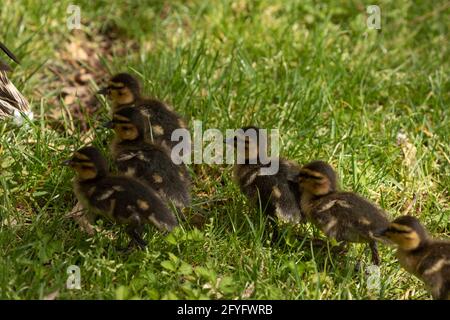 Eine Gruppe neugeborener Entenküken, Exemplare von Mallard, Anas platyrhynchos, laufen durch das Gras im Retiro Park in Madrid und folgen ihrer Mutter, w Stockfoto