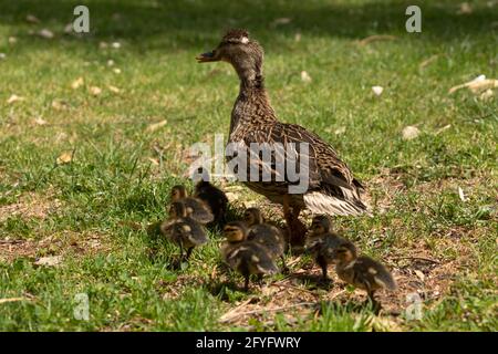 Eine weibliche Ente, ein mallardenes Exemplar, Anas platyrhynchos, läuft im Retiro Park in Madrid durch das Gras, gefolgt von ihren neugeborenen Enten, die sie suchen Stockfoto