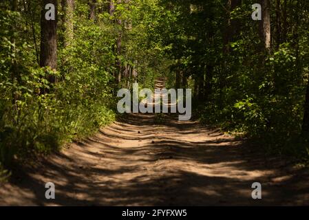 Ein Wanderweg im Land zum Wandern und Offroad-Quad- und Dirt-Biking ist durch dichten Wald auf beiden Seiten mit Licht überflutet. Stockfoto