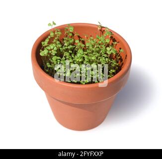 Pfefferminze, Mentha piperita, ist eines der wichtigsten Heilpflanzen und Gewürzkräuter in der Küche und Heilmedizin. Pfefferminze, Mentha piperita, Stockfoto