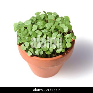 Basilikum, Ocimum basilicum, ist eine Heilpflanze und Kuechengewuerz mit gruenen Blaettern. Basilikum Ocimum basilicum, ist eine Heilpflanze und Küche Stockfoto