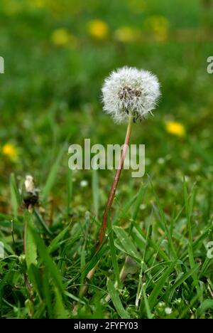 Der flauschige weiße Kopf eines Dandelions, der in einem steht Grasfeld Stockfoto