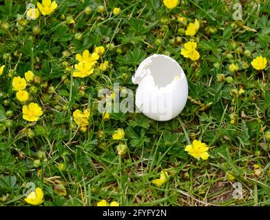 Frühlingslandschaft mit geschlüpften Vogeleiern, die auf einem Gras liegen Rasen mit Butterblumen Stockfoto