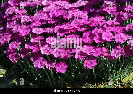 Dianthus gratianopolitanus „Whatfield Magenta“ ausdauernde, reich duftende Blüten in tiefrosa Rosa Dianthus Purple Mauve Violet blüht felsige Blüten Stockfoto