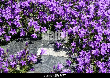 Campanula „Resholdt's Varieté“ Blaue Campanula Alpenpflanzen felsige Steinblumen Blaue Blumen dalmatinische Bellflower blühende Blüten blühende Gartenblumen Stockfoto