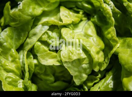 Kopfsalat mit Butterkopf, Ansicht von oben. Nahaufnahme von hellgrünem Erbstück Tom Thumb Butterhead Salat oder Lactuca sativa am frühen Morgen im Garten. Heilen Stockfoto