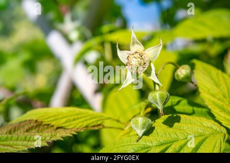 Weiße Himbeerblüten und Knospen, Nahaufnahme. Rubus idaeus Busch- oder Strauchpflanze beginnt bei vollem Sonnenlicht zu blühen. Selektiver Fokus mit Unschärfe-Gelb Stockfoto