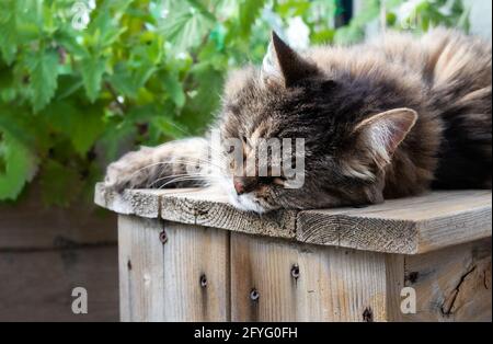 Ältere Katze schläft entspannt auf Holzbank, draußen. 15 Jahre alte Langhaarkatze, seitlich liegend und ausgestreckt, genießt live in der Sonne. Stockfoto