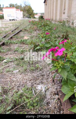 Lila Blumen wachsen auf verlassenen Bahngleisen Stockfoto