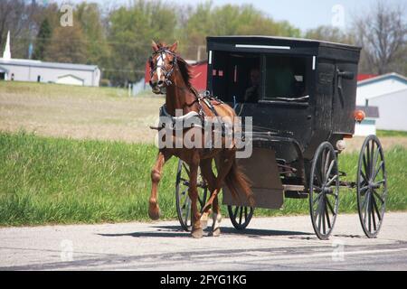 Amish-Leute, die in Indiana, USA, einen Buggy auf einer Straße fahren Stockfoto