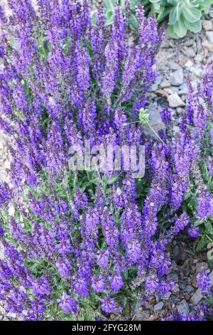 Salvia nemorosa „Marcus“ Spitzen von tiefvioletten Blüten, gehalten auf aufrechten Stämmen im Sommer Garten Salvia nemorosa Blaue Blumen blühende krautige Pflanze Stockfoto