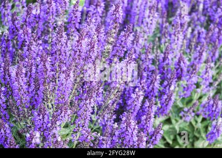 Salvia nemorosa „Marcus“ Spitzen von tiefvioletten Blüten, die im Sommer auf aufrechten Stämmen gehalten werden Salvia Marcus Blaue Blumen Salvias blühender Kräutergarten Stockfoto