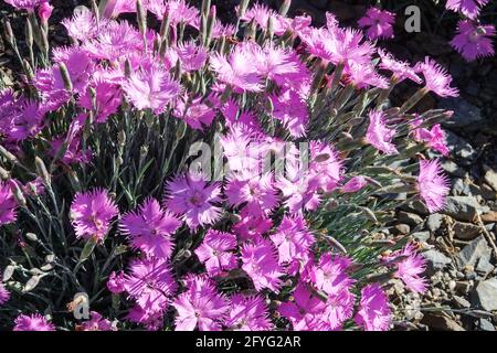 Rosa Blumen Dianthus Theresa Felsengarten Pflanze Dianthus Rosa Blumen Felsenblume Alpinarium blüht hell Alpenblume rosa in Blüte Stockfoto