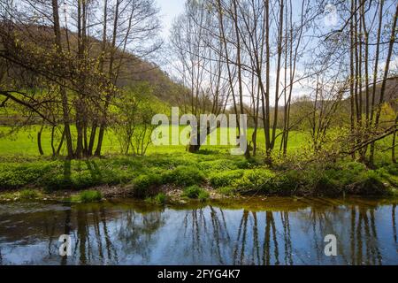 Am Ufer der Tauber mit Frühlingsbäumen und einer Korbweide im Zentrum, Bayern, Süddeutschland Stockfoto